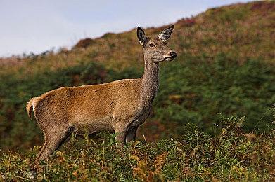 《庄园领主》抢先体验版现已发布四号大型更新档